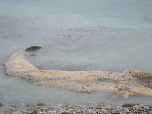 Balene a Mola di Bari